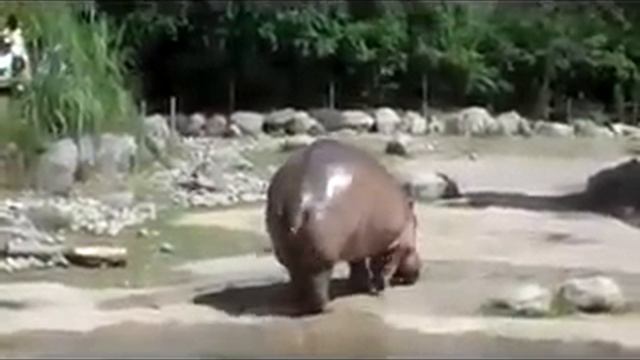 Случай в зоопарке. смотреть онлайн