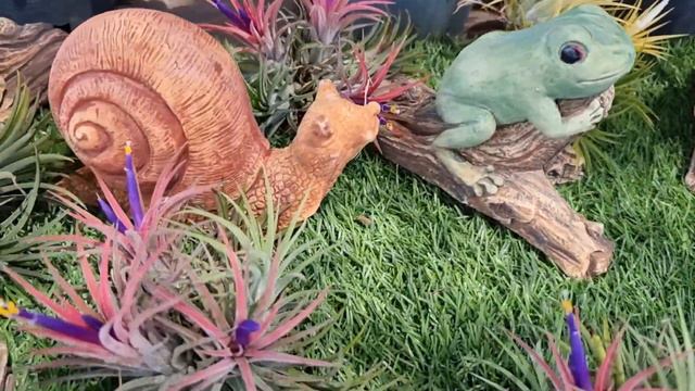 ทิลแลนเซีย ไอโอนันท่า สายพันธุ์ดอกสีแดง(ต้นเขียว) สับปะรดอากาศ สับปะรดสี ไม้รากอากาศ(Tillandsia) смотреть онлайн