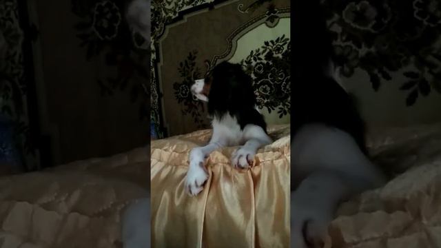 65. Кавалер Кинг Чарльз Спаниель