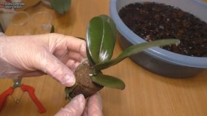 КВАШЕНАЯ КОРА для орхидей. Наквасила коры и посадила новые орхидеи. Новый эксперимент!