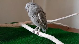 Буланые совки Пек и Шуня. Милые маленькие совы.