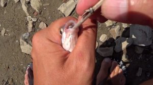 Мормышинг новичка на Волге 2021 #мормышинг #мурманскийтурист #мормышингнаволге #рыбалка #нарыбалке