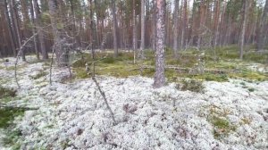 КАРЕЛИЯ! БОРОВИКИ! ВЫШЛИ НА СЛЕД БЕЛЫХ БОРОВЫХ ГРИБОВ! МОЩНАЯ ТИХАЯ ОХОТА! БЕЛЫЕ ГРИБЫ 2021