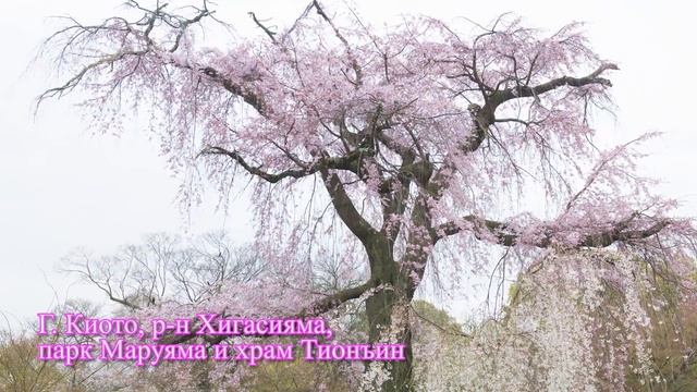 Прогулка под цветущей сакурой | nippon.com смотреть онлайн