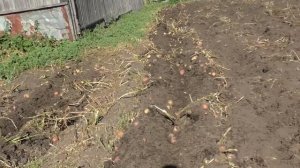 Минитрактор переломка. Копаем картофель.