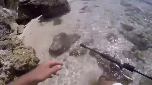 Komodo fishing from the shore 2017 смотреть онлайн