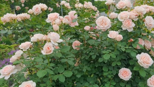 11.06.21. Это шраб Clair Renaissance, клЭр ренессАнс. Всем спасибо, кто помог определить сорт розы смотреть онлайн