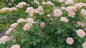 11.06.21. Это шраб Clair Renaissance,  клЭр ренессАнс. Всем спасибо, кто помог определить сорт розы