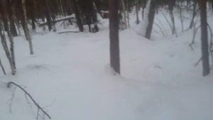 О приманке на куницу,соболя и норку