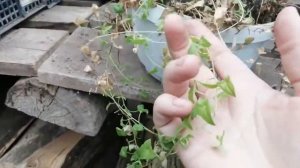 Не торопитесь выкидывать кашпо с погибшем растением. Азарина начала рости заново!!! ?