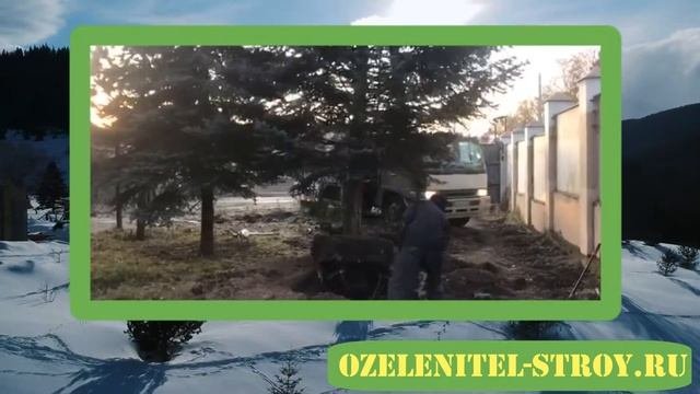 Посадка и пересадка крупномеров