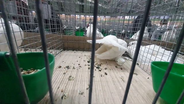 Выставка гoлубеи в Варшаве Полша.Wystawa golebi w Warsawe..Balandziu paroda Varsuvoje.2023.01.27 смотреть онлайн