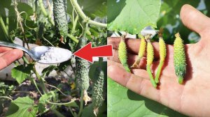 Малюсенькие огурчики больше не опадают - 1 ложка порошка устранит проблему! Почему опадают огурцы?