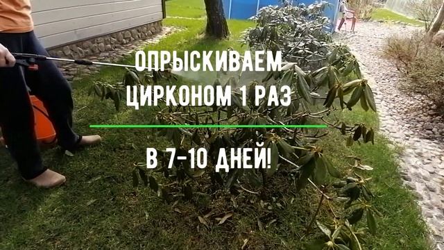 Уход за Рододендронами и Туями после зимы. Циркон/Rhododentrons&Thuja TREATMENT after winter ENG SU смотреть онлайн