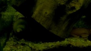 Цихлозомы меека