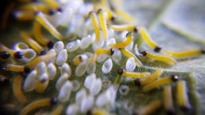 Large White Caterpillars on Nasturtium