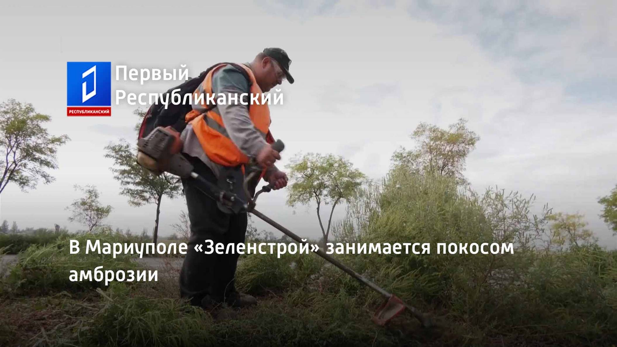 В Мариуполе «Зеленстрой» занимается покосом амброзии