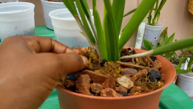 Orchid updates смотреть онлайн