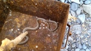 Ядовитая змея -Восточный щитомордник, 9.07.2016.