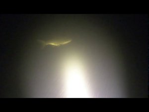 Ночная подводная охота, встреча с бобром, жерех