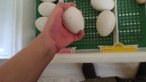 Как подложить гусыне яйца из инкубатора/ Часть 1