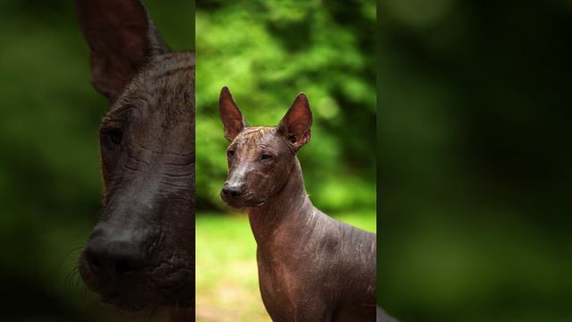 Xoloitzcuintli Dog