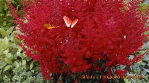 Астильба арендса Радиус (astilbe x arendsii radius) ? обзор: как сажать, рассада астильбы Радиус