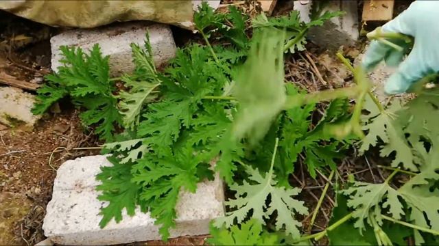 Cara menanam Geranium смотреть онлайн