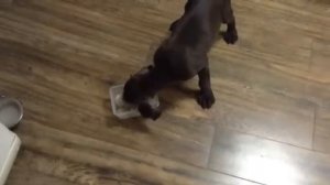 Как кормить щенка курцхаара в 2 месяца