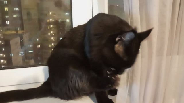 10 КГ ярости 😈 что будет если разозлить мейн куна 👹👹👹 смотреть онлайн