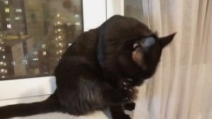 10 КГ ярости 😈 что будет если разозлить мейн куна 👹👹👹