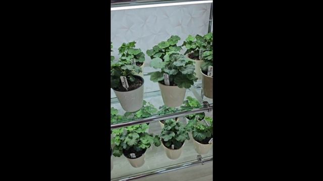 Ответы на вопросы к ролику "Мой стеллаж для пеларгоний" 19 февраля 2024 г. смотреть онлайн