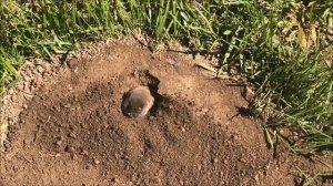 Оборзевший крот / Каскелен, дача / живой крот