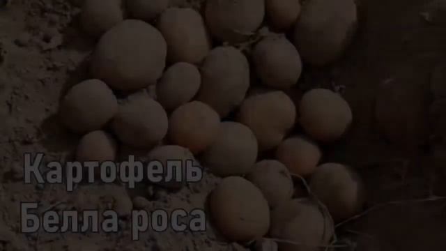 Как Называется Картофель