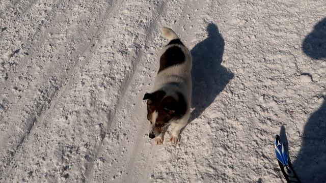ПГТ Зеленогорский. В гостях на ЗАИМКЕ. Лыжный поход в -30°С