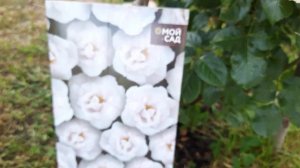 Роза парковая белая Пристан Пейвмент Rose Pristine Pavement