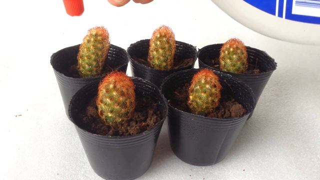 Mammillaria Elongata Propagation - Step by step || Succulents for beginners смотреть онлайн
