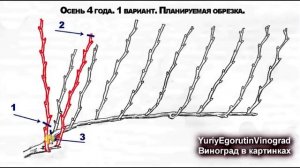 ? 10 секретов ежегодной обрезки винограда на урожай.  Школа виноградаря 2019. Часть №7.