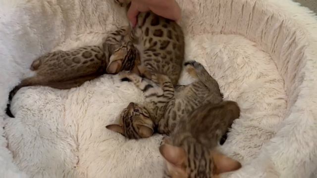 Бенгальские котята Рубцовск