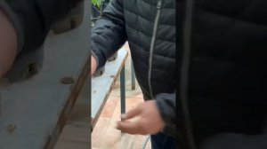 Мармеладное дерево