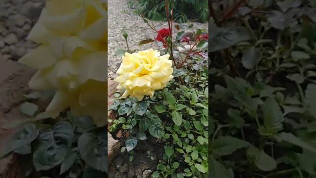 Роза из семян, Света SAM. Три стадии жизни цветка при дожде, ветре и жарком солнце. Конец мая 2020