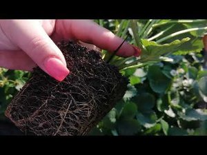 КАК ОБНОВИТЬ СТАРЫЕ ГРЯДКИ ВЫСОКО ПИТАТЕЛЬНЫМИ БЕЗ КОПКИ // КЛУБНИКА БЕЗ ХИМОЗЫ