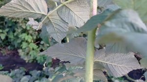 ГАЛИЦА. Как потерять урожай малины?!