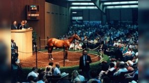 Самые дорогие лошади в мире. Топ 10