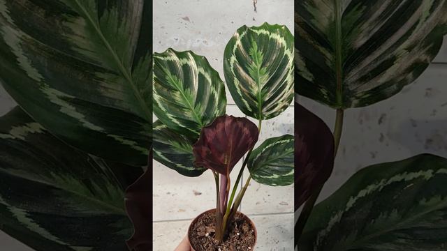 Калатея Медальон #Calathea # Молитвенный цветок