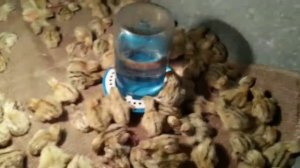 ПРОЦЕНТ ВЫВОДА ПЕРЕПЕЛОВ ЗОЛОТИСТЫЙ ФЕНИКС. ИНКУБАТОР ТЕПЛУША 72.