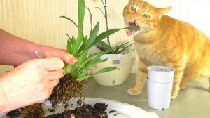 Пересадка Орхидеи ОНЦИДИУМ, с Помощниками  Вредителями. НОВЫЙ ГРУНТ для Онцидиума делам сами.