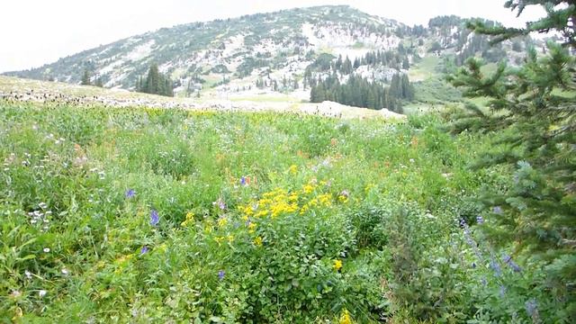 Utah. Alta resort. Alpine meadows.США. Юта. Природа Америки. Лето в горах. Интересные места в Юте.