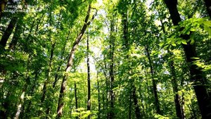 ОЧИЩЕНИЕ АУРЫ ЧЕЛОВЕКА ПЕНИЕМ ПТИЦ!