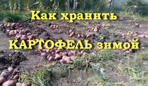 Как хранить КАРТОФЕЛЬ зимой